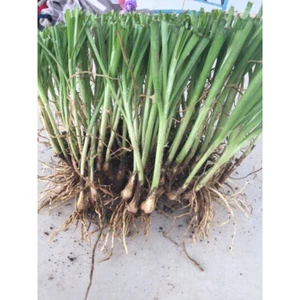 2kg gốc hẹ giống (những đơn ra bắc có thể hư đó vận chuyển lâu, khách hàng ngoài bắc cân nhắc trước khi đặt) trân trọng