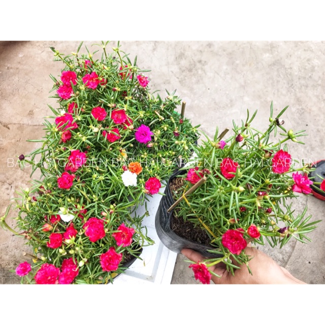 Hoa mười giờ thái nhiều màu, cây ưa nắng, siêng hoa. Cây ban công, sân vườn đẹp