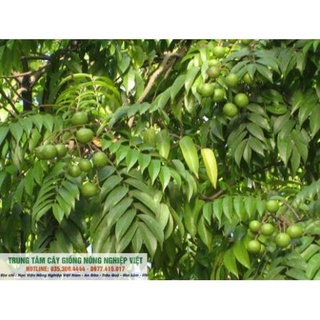 Cây Giống Sấu Ghép Chuẩn Đại Học Nông Nghiệp .
