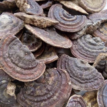 1kg nấm linh chi rừng ( hồng chi) điện biên
