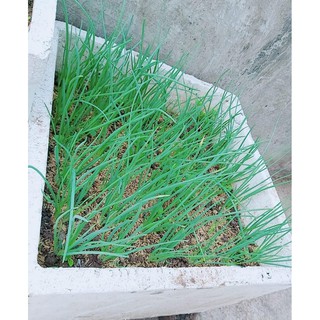 ⚡️ HẠT GIỐNG HÀNH HƯƠNG XANH F1⚡️ SINH TRƯỞNG CỰC KHỎE CHỐNG CHỊU SÂU BỆNH