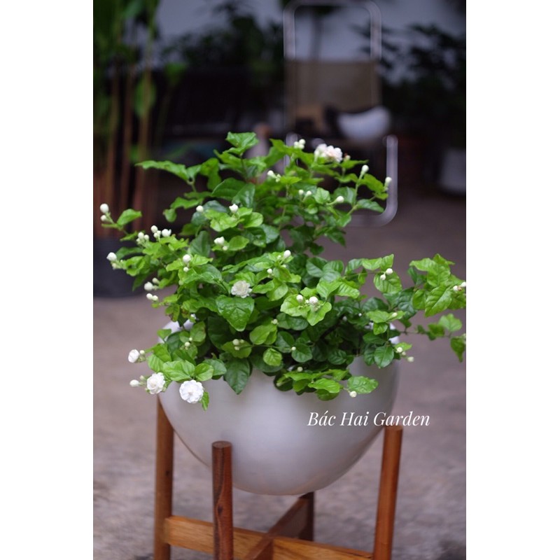 Chậu hoa quà tặng 20/10- 20/11- Chậu hoa nhài, hoa lài thơm sẵn hoa kèm chậu đất nung và xi măng cao cấp