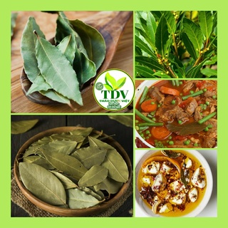 250g Lá nguyệt quế làm gia vị rất thơm