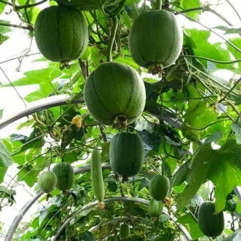 Hạt Giống Mướp Táo Mỹ F1 Xịn🍄🤗 SIÊU NẢY MẦM🤗🌹 năng suất cao