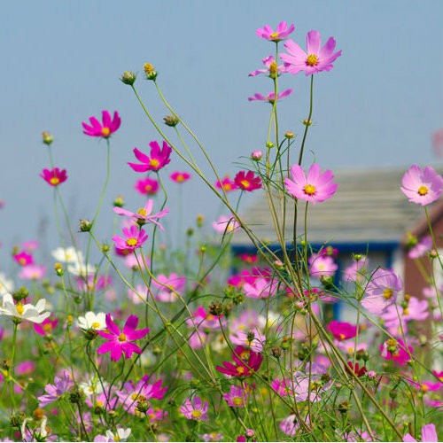 Hạt giống hoa dễ trồng