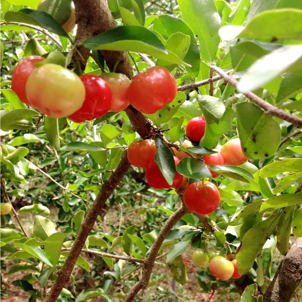 CÂY GIỐNG CÂY SƠ RI THÁI TRÁI NGỌT, SIÊU QUẢ, (CHUẨN GIỐNG CÂY TRỒNG) | Shopee Việt Nam