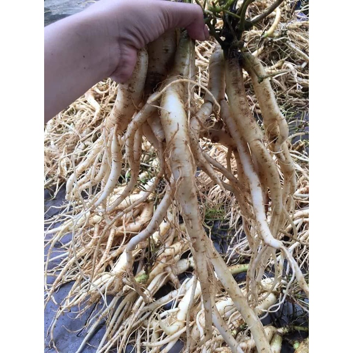 Sâm dây Ngọc Linh Kon Tum khô 1kg | Shopee Việt Nam