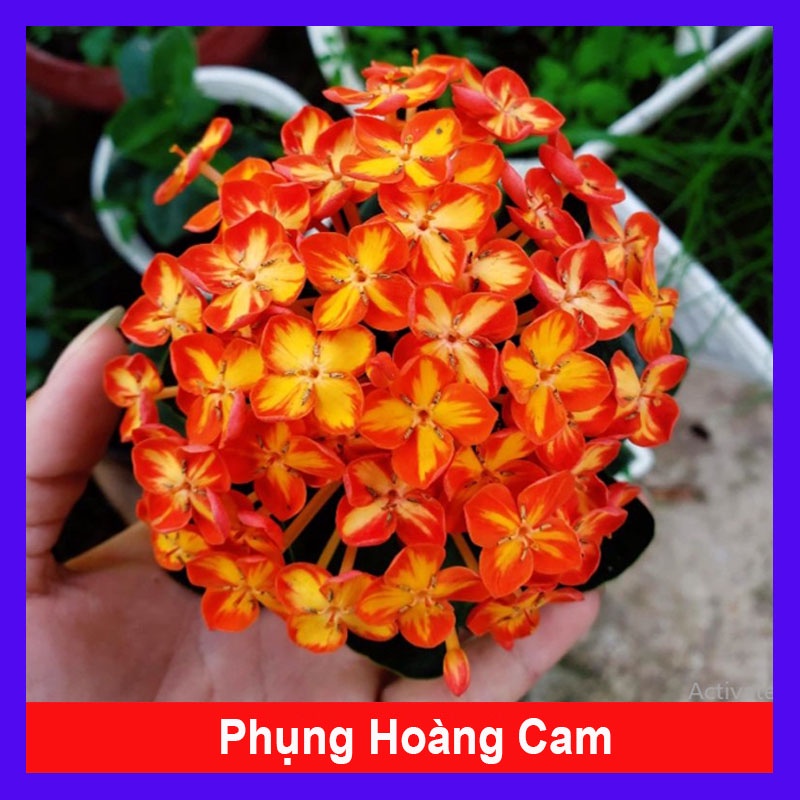cây trang phụng hoàng cam