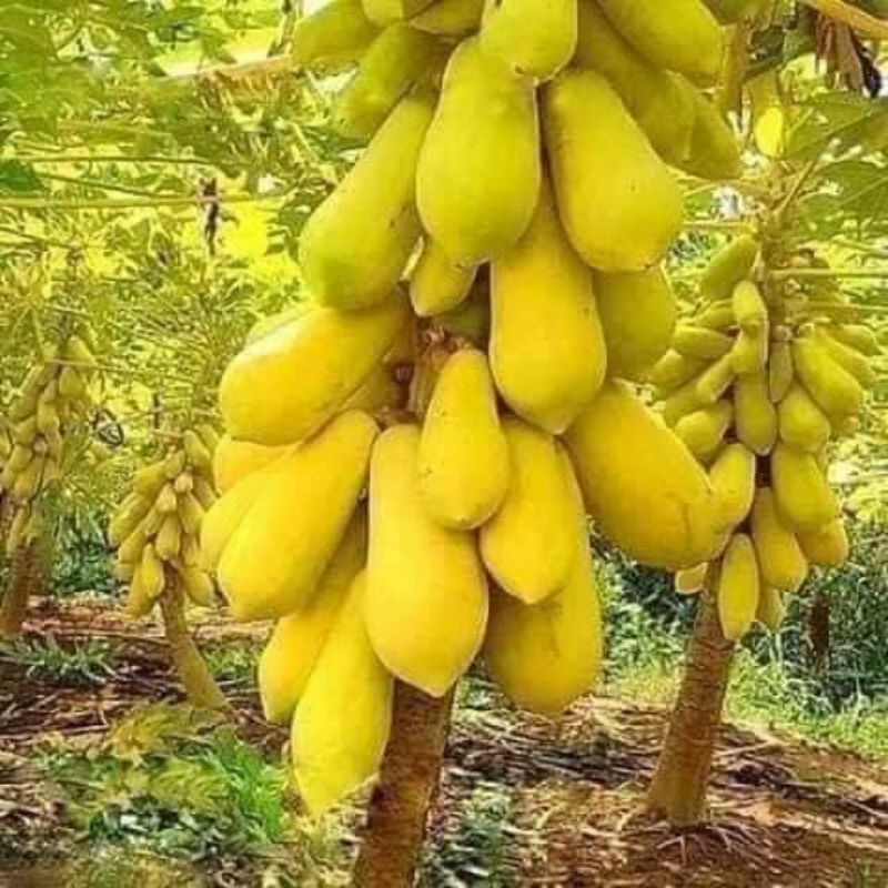 5 hạt giống đu đủ da vàng f1 thái lan chất lượng cao 💖 NẢY MẦM CỰC ĐỈNH💖 chất lượng cao
