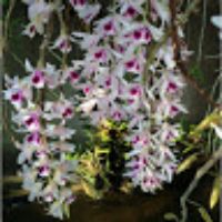 phamcuong7968