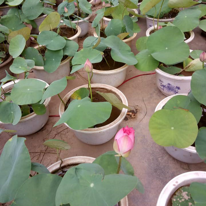 Hạt giống hoa sen Nhật Mini - Gói 5 hạt 5 màu