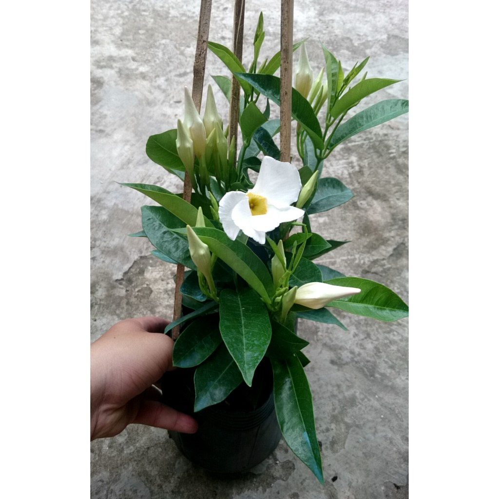 Cây Tuyết Anh (thân leo) huỳnh anh trắng - cây cảnh sân vườn