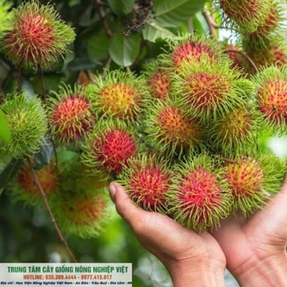 Cây Giống Chôm Chôm Thái Cao 70cm-80cm .