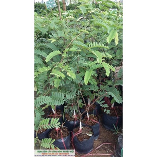 Cây Giống Me Thái Ngọt Cao 80cm-1m .