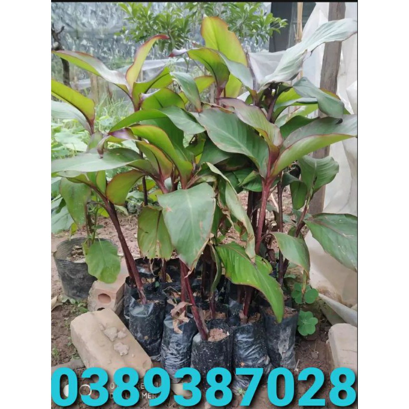 cây dong riềng đỏ như hình | Shopee Việt Nam