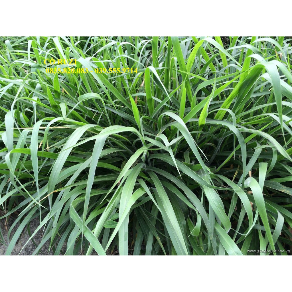 Hạt giống cỏ Ruzi - Cỏ chịu dẫm đạp (gói 500g) - Cỏ Xả sức sống khỏe ...