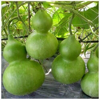 Hạt giống bầu hồ lô cao sản 1 tháng f1