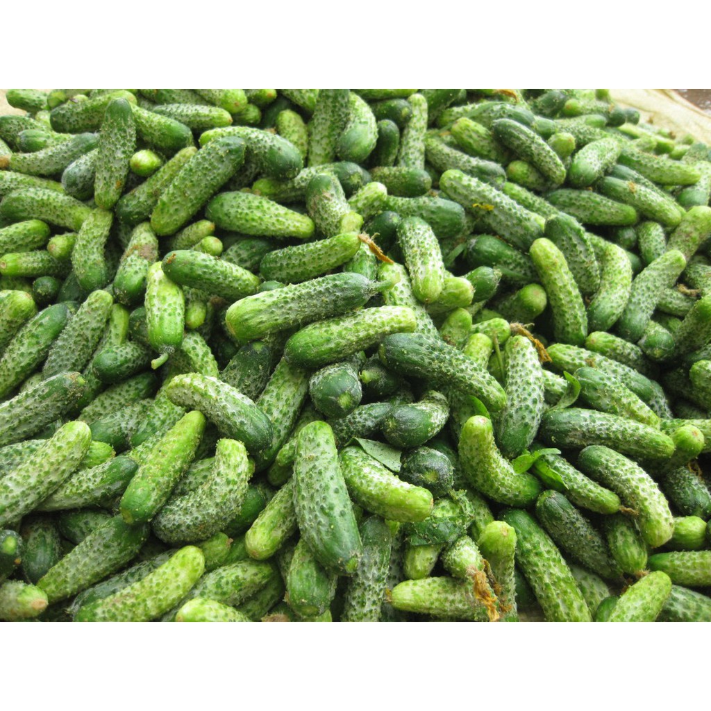 hạt giống dưa chuột bao tử cực dễ trồng   - NONG TRAI XANH