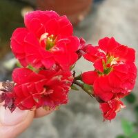hoanglanxanh29