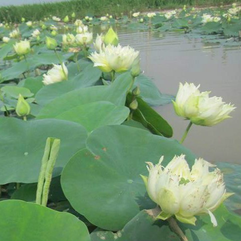 1kg Hạt giống sen nhật Mini