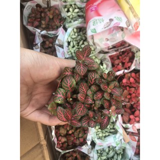 lá cẩm nhung