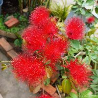 tulinh8597