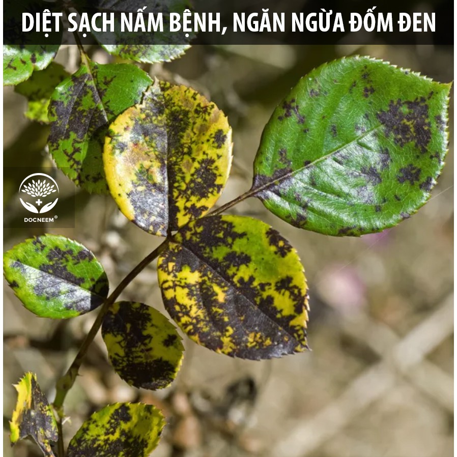 Ảnh Nano Bạc DOCNEEM nguyên chất Diệt sạch nấm bệnh, vi khuẩn, virus hoa hồng, hoa lan, thương hiệu Docneem, chai 500ml 3