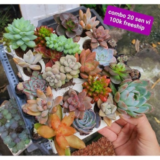 COMBO 20 CÂY 20 LOẠI SEN VỈ size 3-5cm MẦM NẮNG GARDEN lỗi 1 đền 1