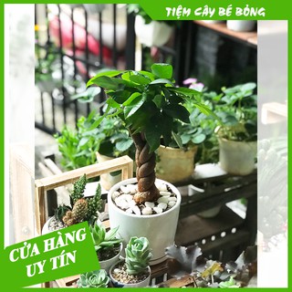 Cây Kim Ngân Xoắn để bàn(mang ý nghĩa phong thuỷ và lọc không khí)