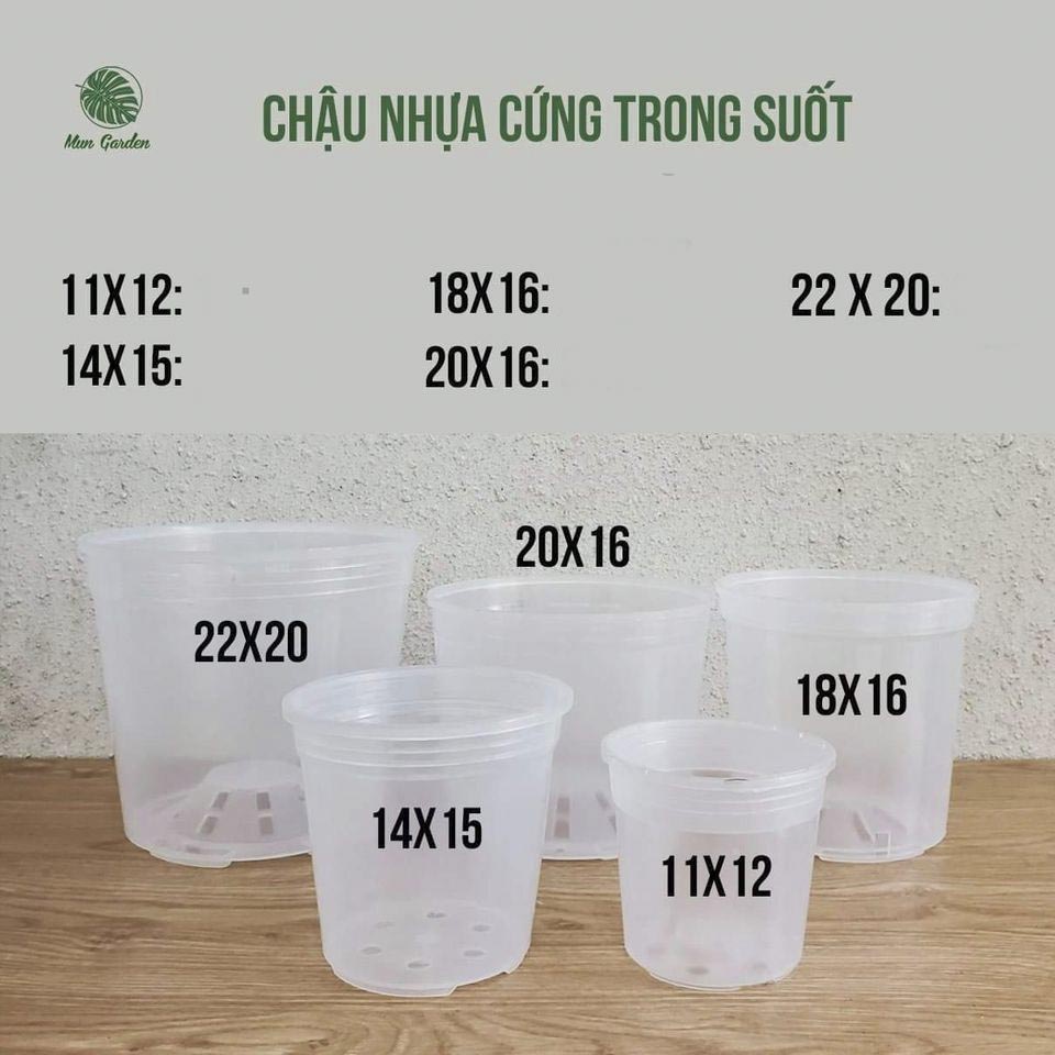 Chậu nhựa trong suốt đủ kích cỡ dành cho kiểng lá