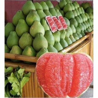 Cây Bưởi Ruby Thái .