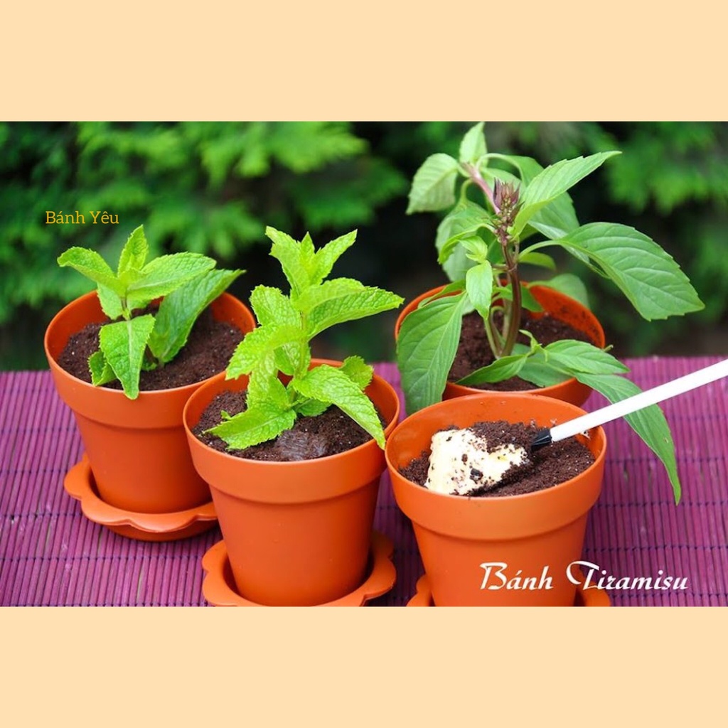 Bộ 5 Cốc Xẻng Chậu Cây Nắp Cầu Làm Bánh Tiramisu/ Ly chậu cây làm bánh mousse