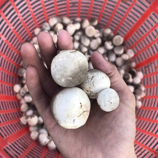 Dinh Dưỡng Xịt Nấm Rơm HVP