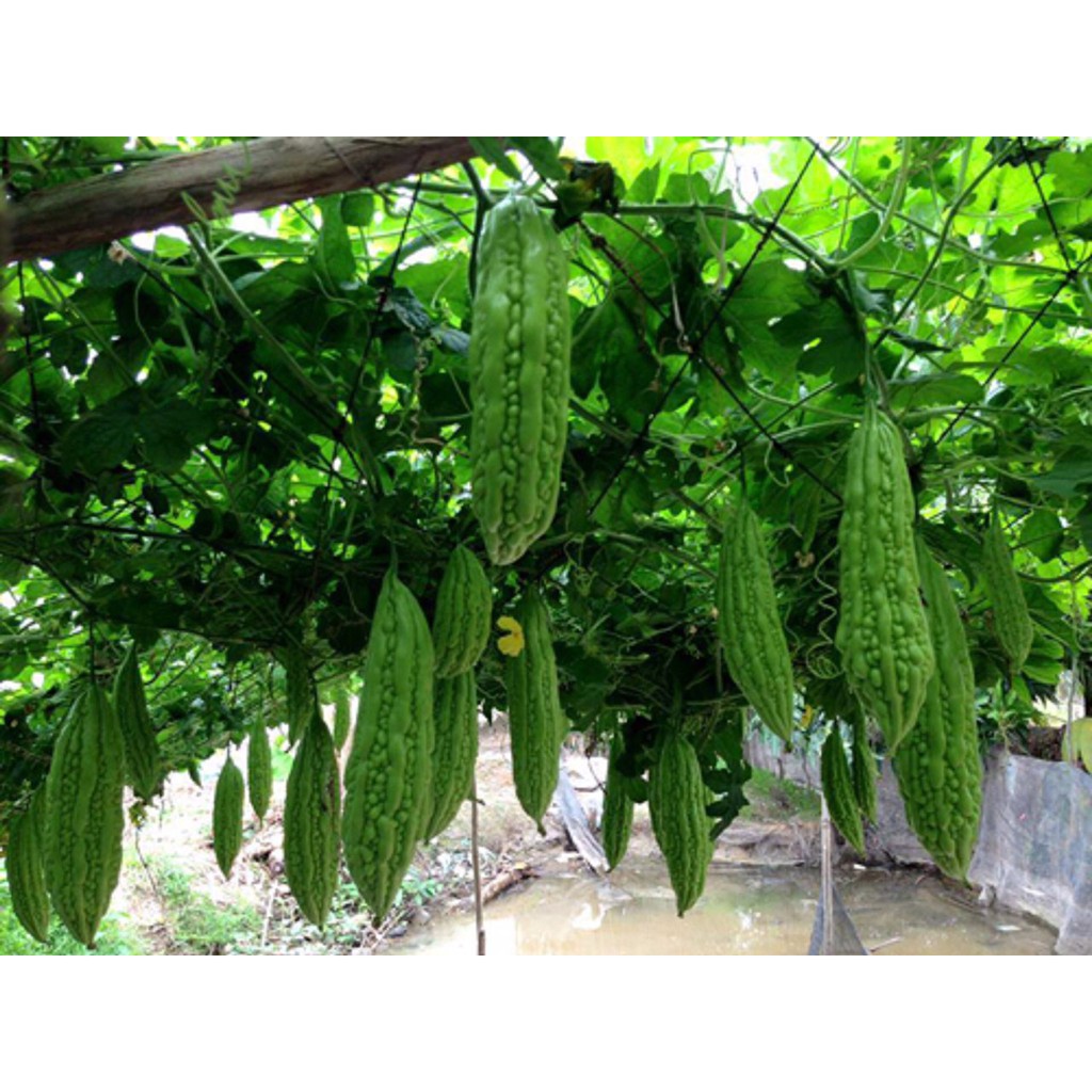 2 Gam Hạt Giống Mướp Đắng Trơn Hàng F1 Siêu Trái, Quả Lớn Chất Lượng Vượt Trội
