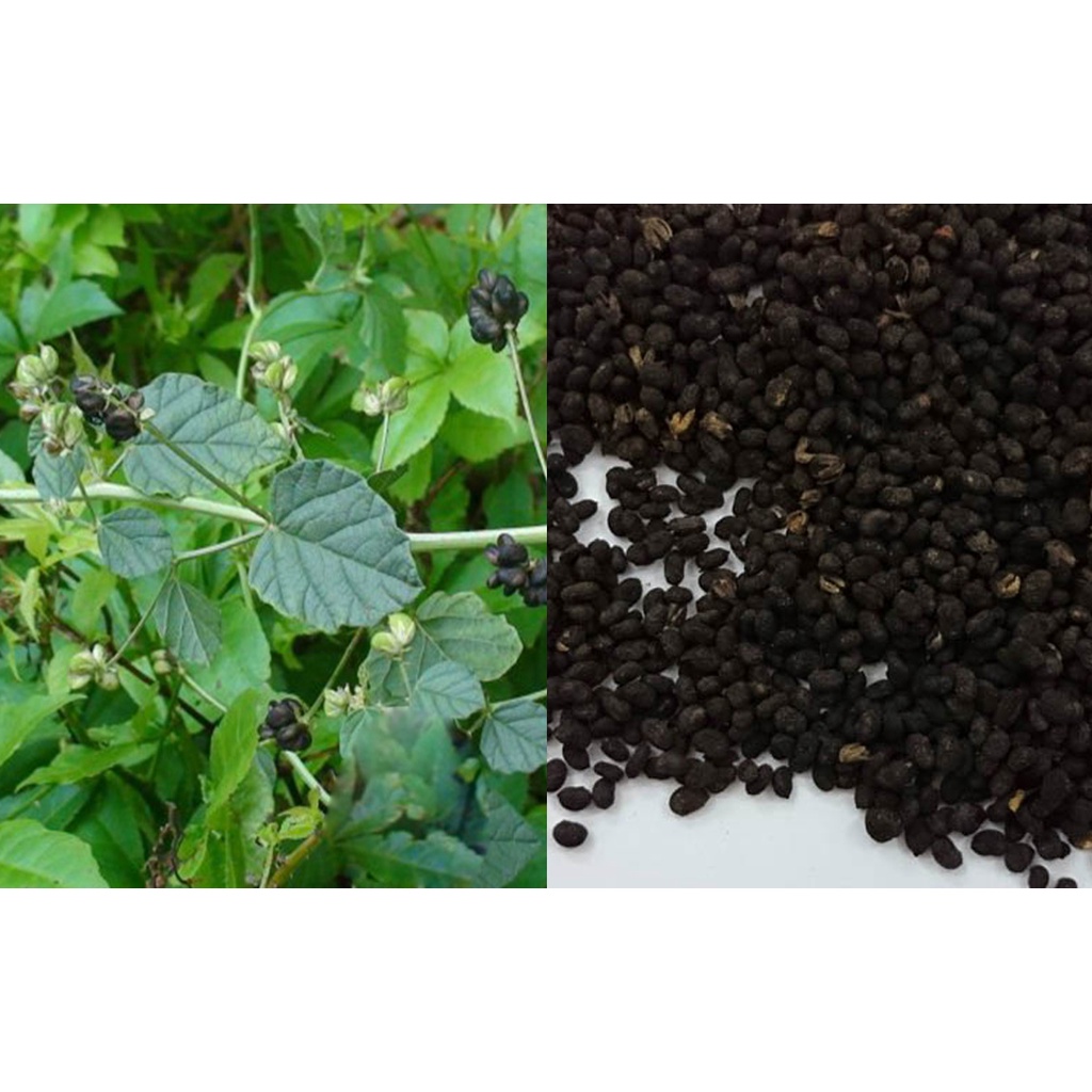 Phá cố chỉ khô thượng hạng JINDO 1kg