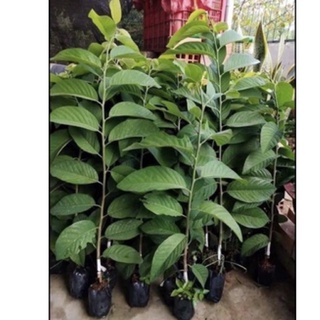 Cây na dứa Đài Loan cao 60-90 cm cây ghép .