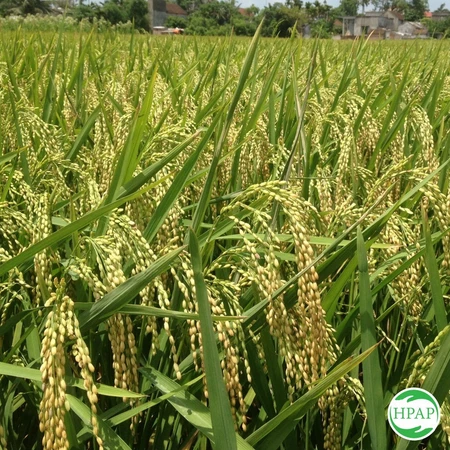 Gạo Nàng Hoa Dẻo Thơm Đậm Cơm Túi 5kg
