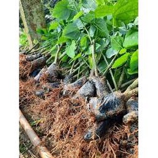 Combo 2 Cây Giống Rau Bò Khai Trường ĐH Nông Nghiệp .