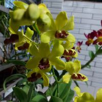 duylinh1511