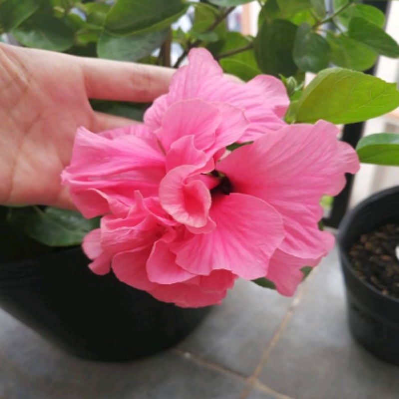 Combo 4 cây hoa dâm bụt cánh kép ( dâm bụt vàng + dâm bụt đỏ + dâm bụt hồng + dâm bụt cam )