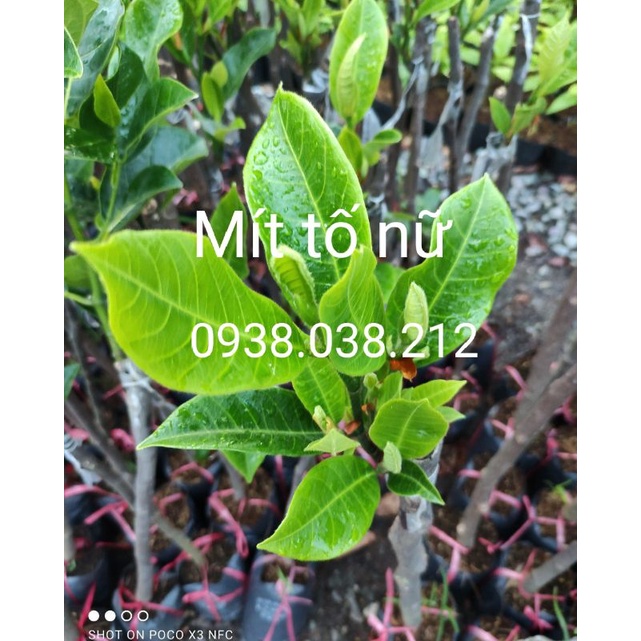 CÂY MÍT TỐ NỮ | Shopee Việt Nam