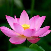 ns.thephuong