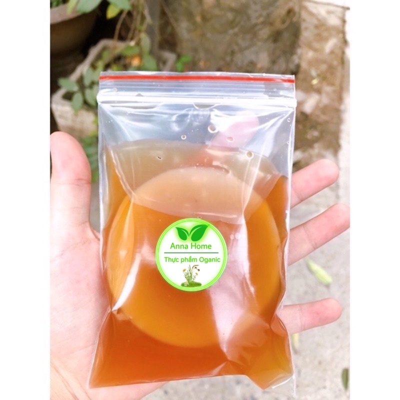 Combo Scoby Và Nước Mồi Làm Trà Kombucha - An Toàn, Tốt Cho Sức Khỏe 🔸 Anna Home