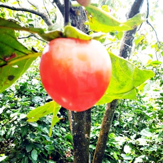 ngucocmeben