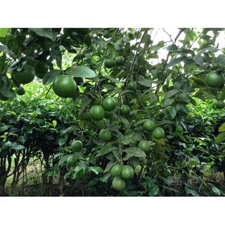 Cây Giống Chanh Tứ Qúy (Bốn Mùa) Cao 60-80cm .