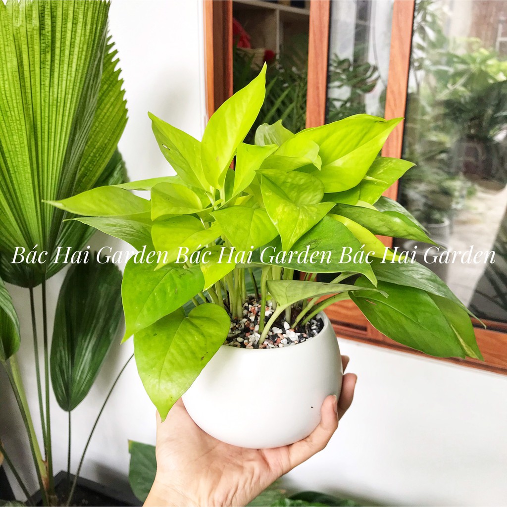 Chậu cây trầu bà vàng kèm chậu men sứ trắng- Cây để bàn- Cây trang trí nhà ở, văn phòng có sẵn tại Sài Gòn