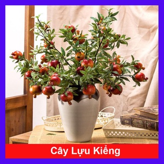 Cây lựu kiểng - cây cảnh để bàn
