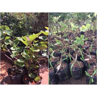 · CÂY KIWI. Cây Kiwi là loại cây thuộc dạng thân leo, cao khoảng
