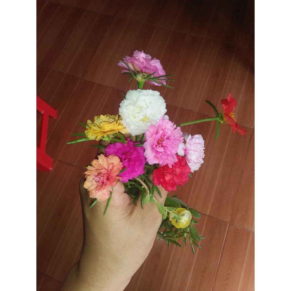 💥hạt giống hoa mười giờ mỹ kép nhiều màu ♥️ Siêu Xinh♥️ nở cả ngày dễ trồng nảy mầm như mạ non.