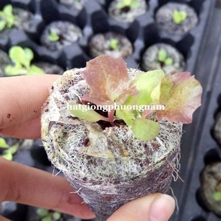 Viên Nén Ươm Hạt 50 - 100 Viên Phương Nam
